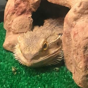 Meet your Posher, Eve